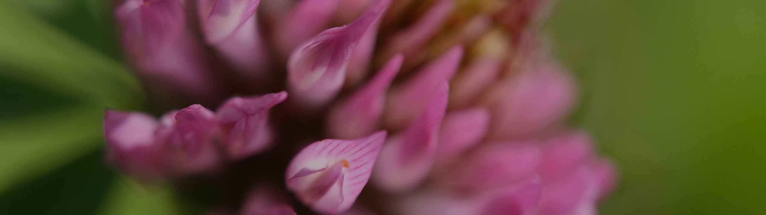 fleurdetrefle